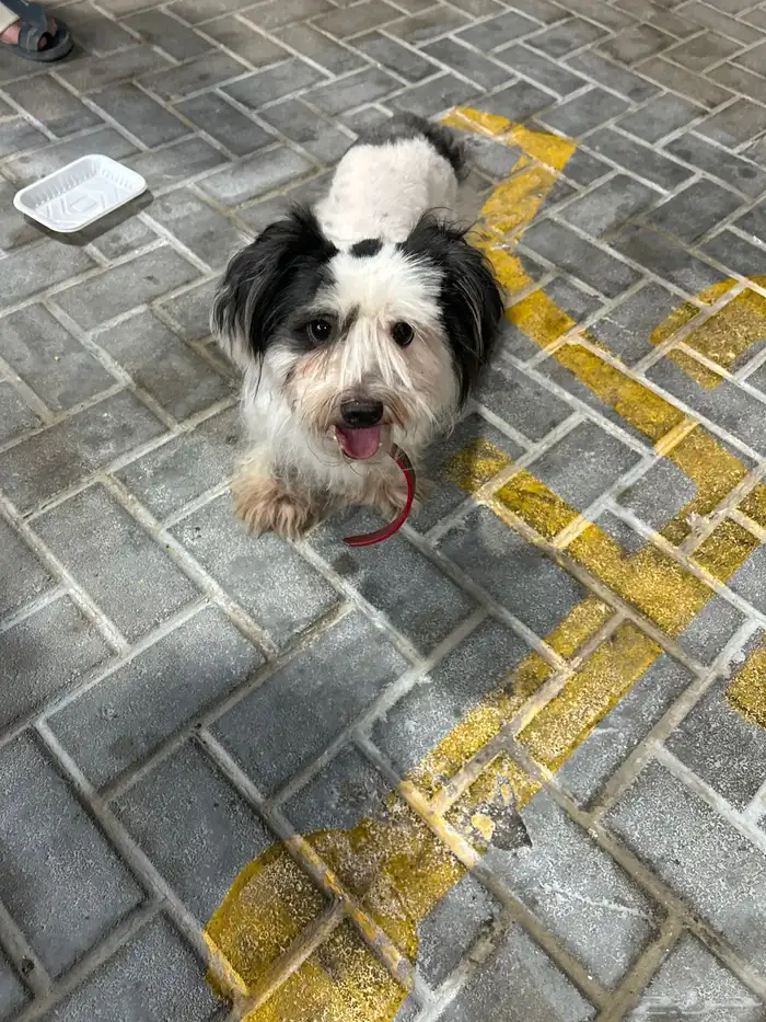كلب من نوع shih tzu 0