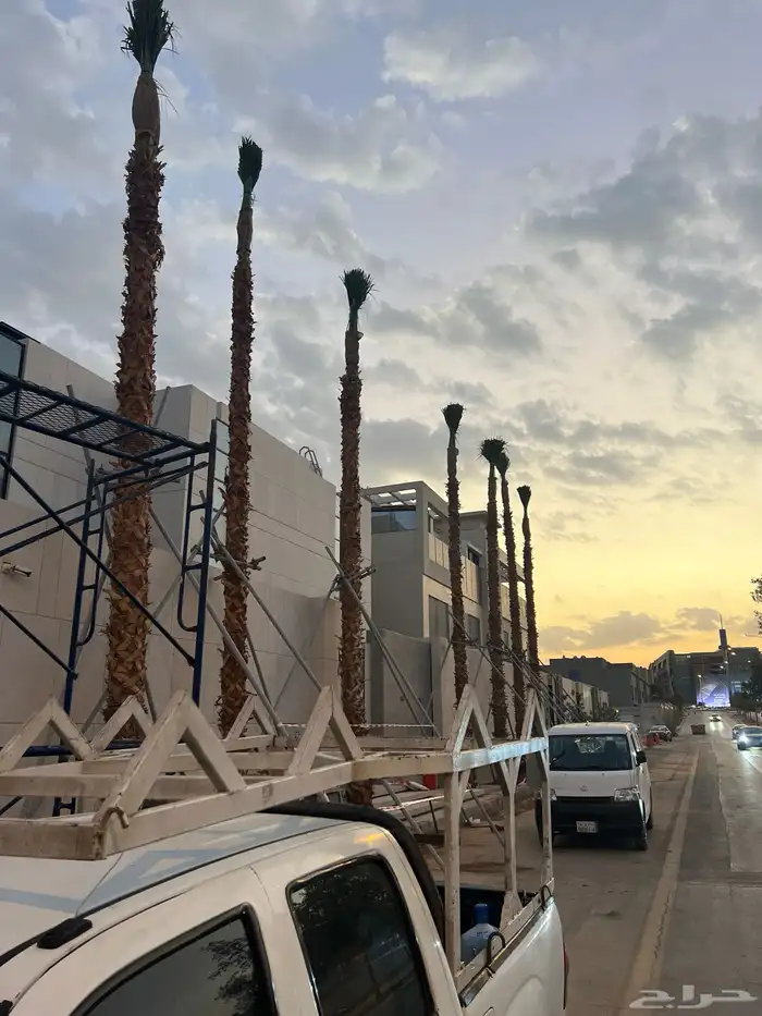 نخيل واشنطنيا ونخيل عربي مثمر 1