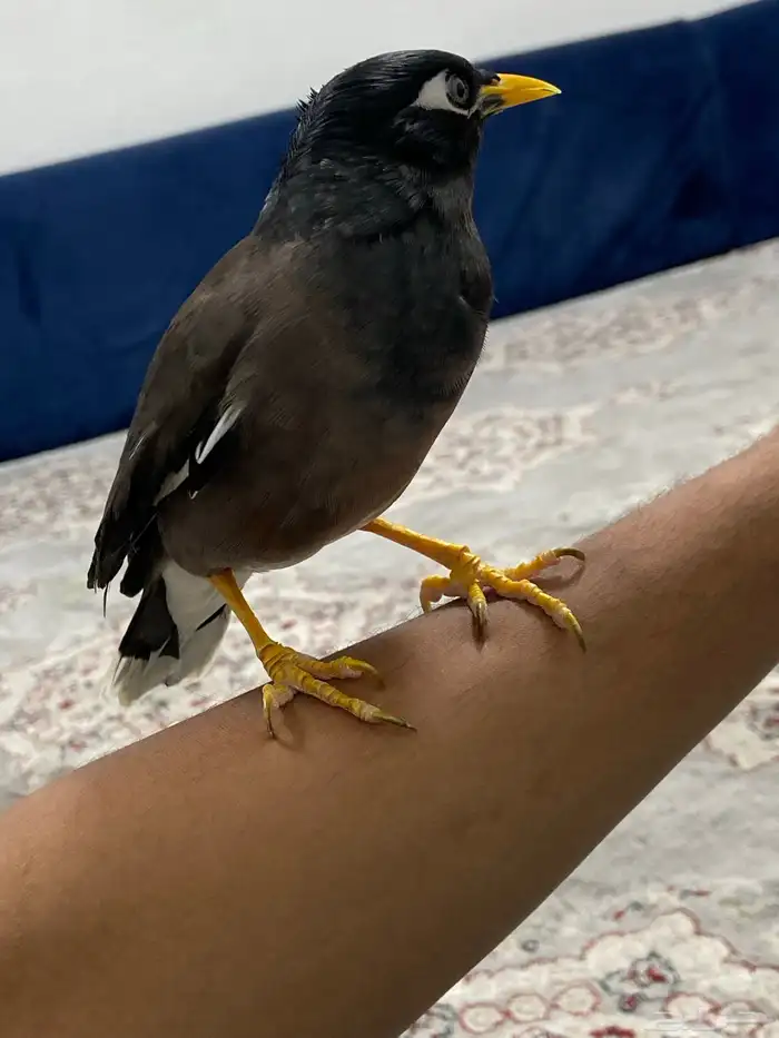 طائر المينا 3