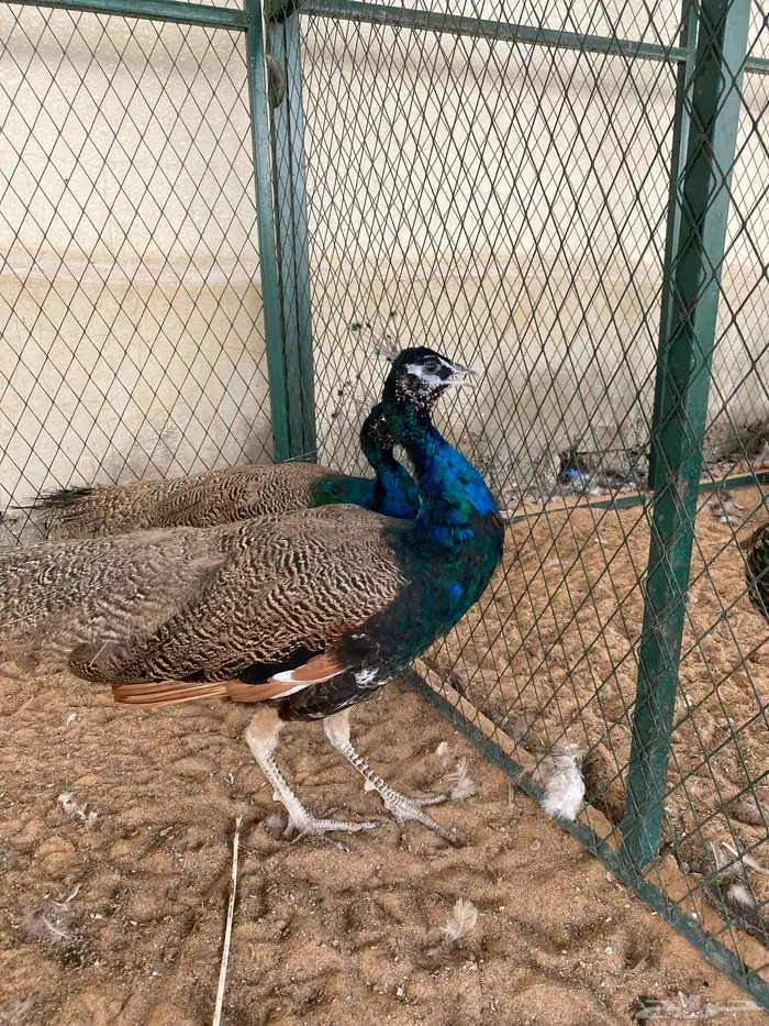 ذكرين طاووس ازرق ماشاء الله تبارك الل 0