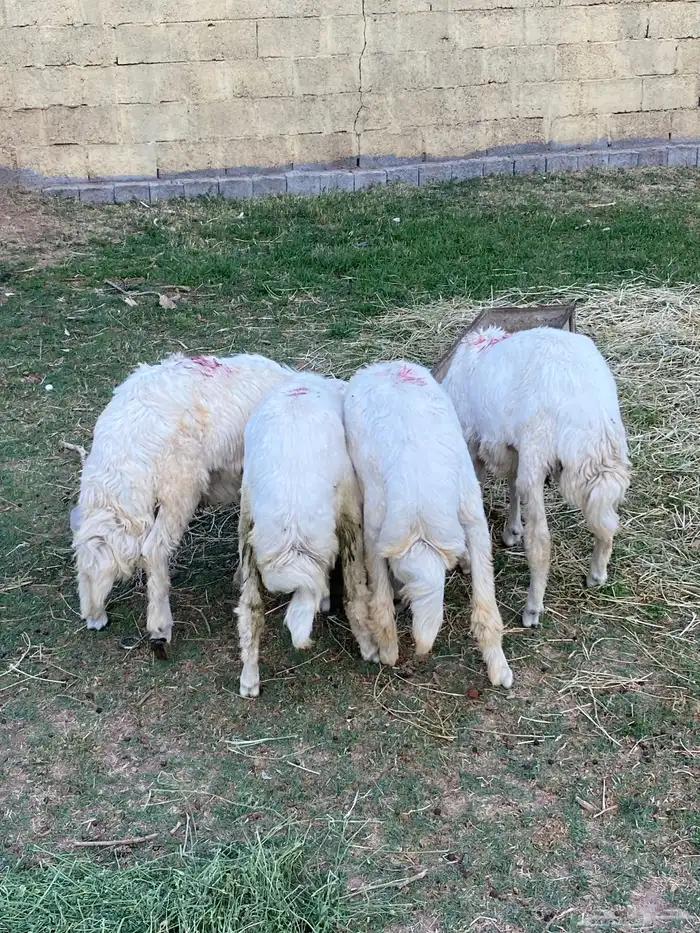 أربعه خرف 1