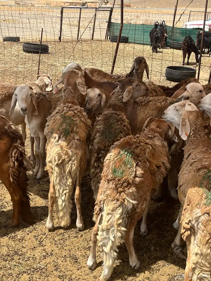 سواكني مرابي للمناسبات 4