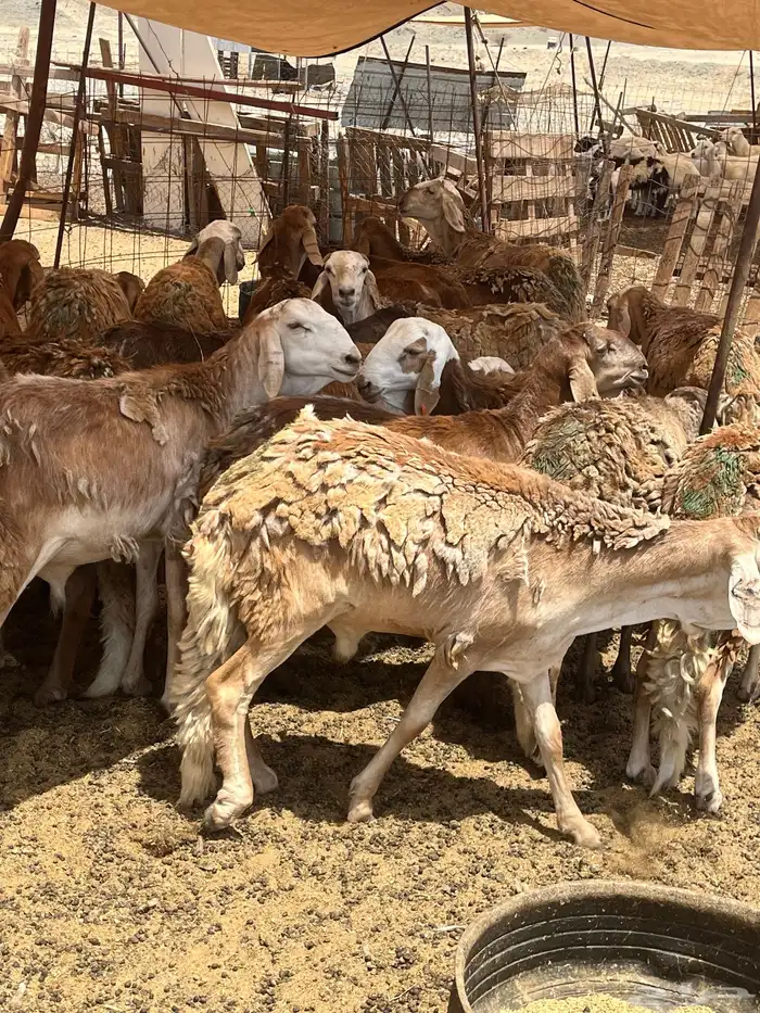 سواكني مرابي للمناسبات 1