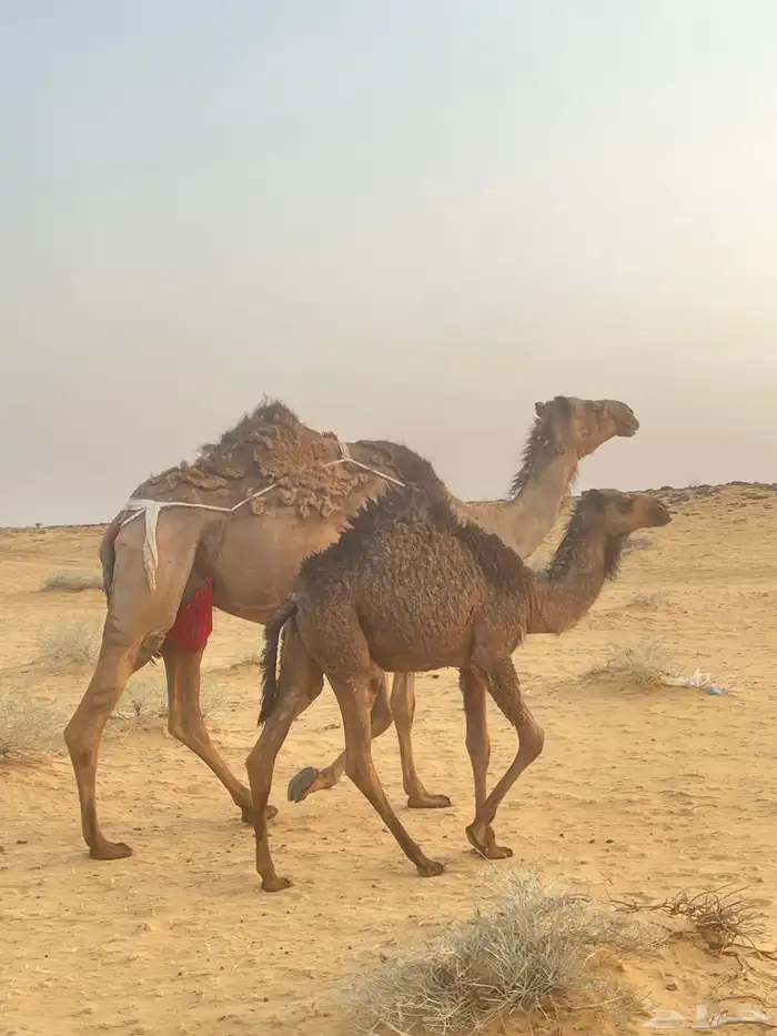 خلفه تحتها بكره 0