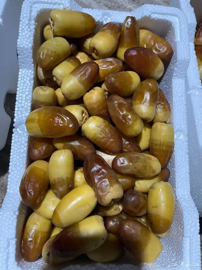 رطب صقعي 0