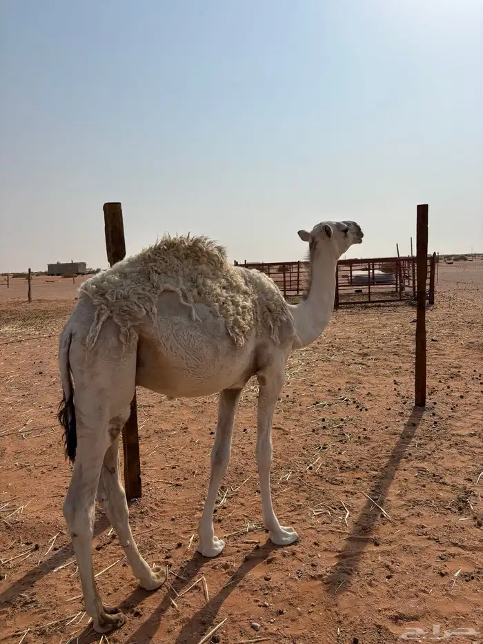 قعود للبيع 3