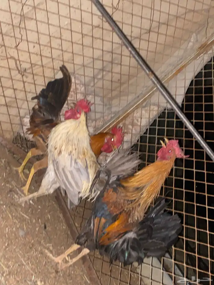 ديكه للبيع 0