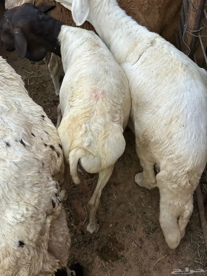 طليان برابر مرابي طب وتخير 52