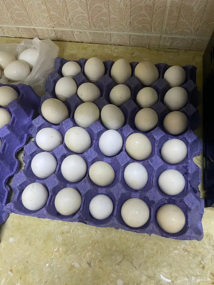 بيض بلدي للاكل ومخصب بنسبة فوق 90 تم البيع 1