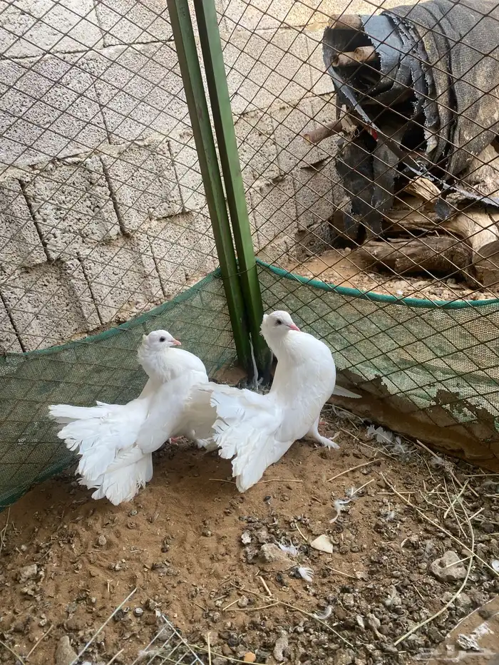 زوجين للبيع 0