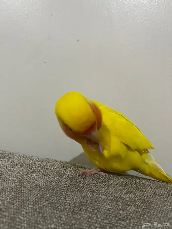 روز اليف 5