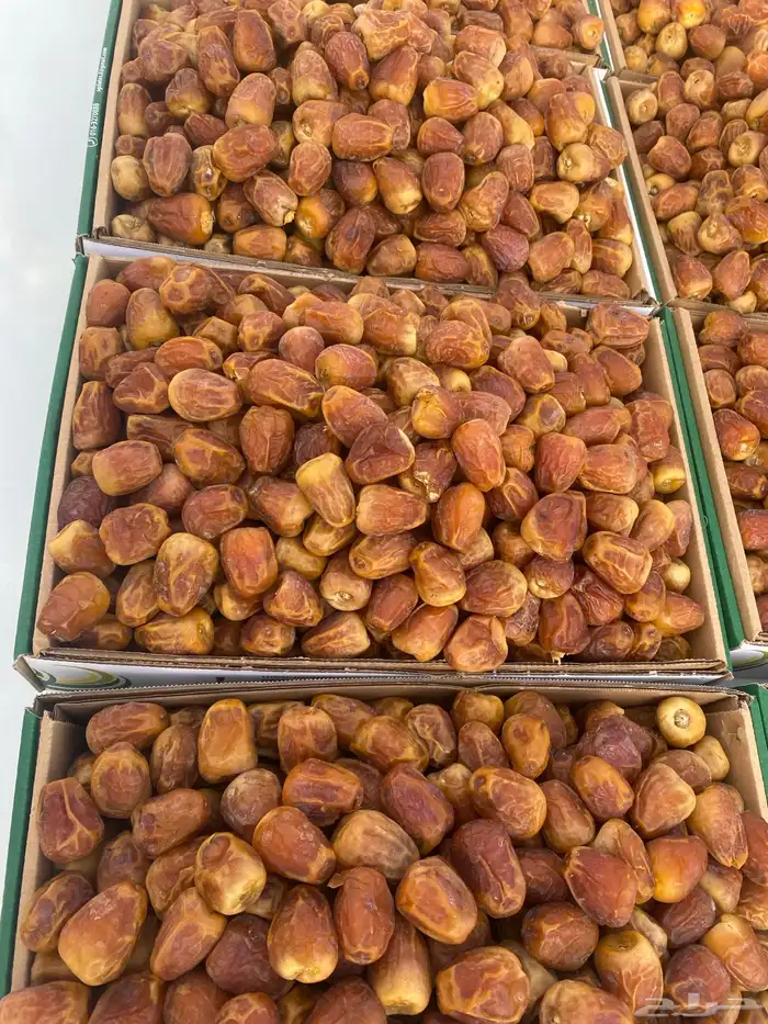 مفتل سكري طيب 12
