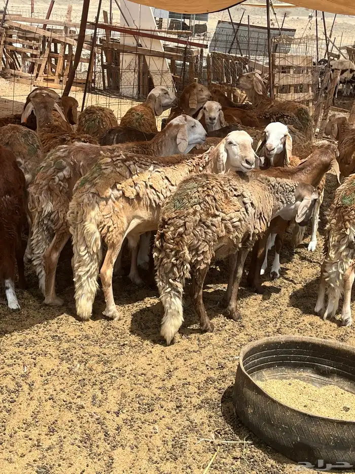 سواكني مرابي للمناسبات 0