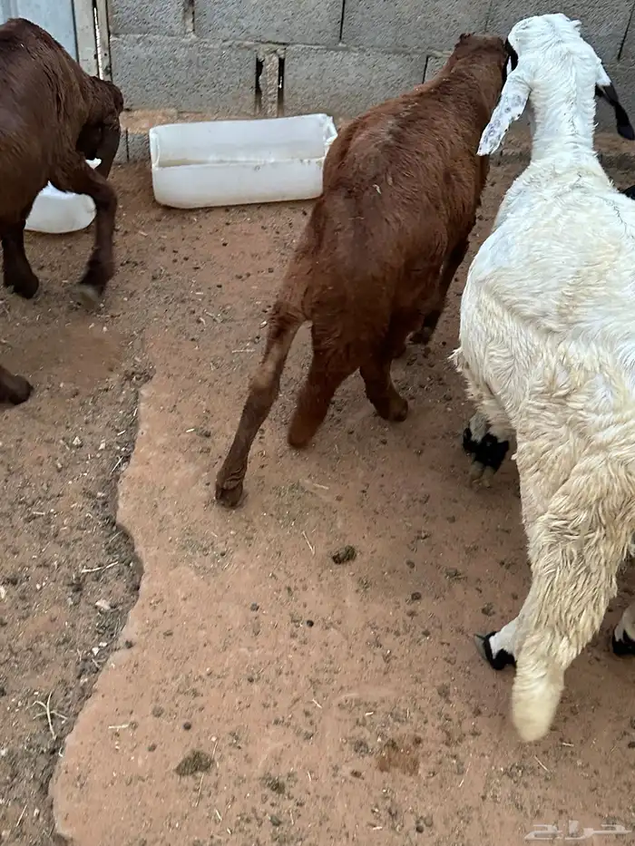 طليان برابر مرابي طب وتخير 60