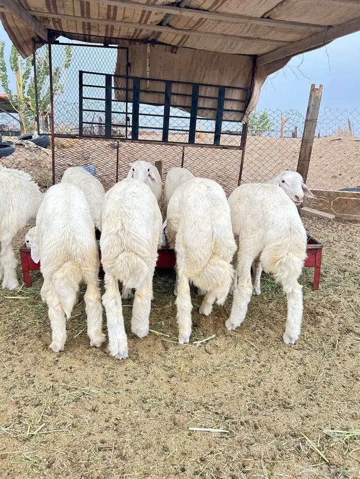 ذبايح حريه طليان و رخال 4