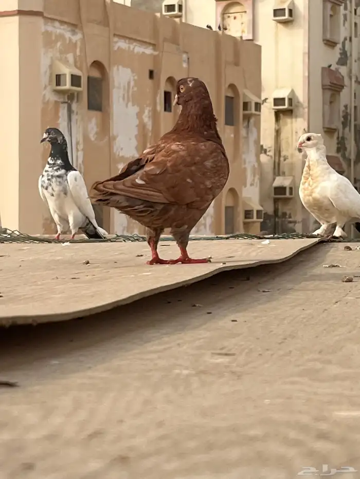 حمام باكستاني و كنق و فرنسي وحب رمان 1