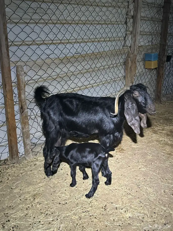 عنز عوده متبع 1