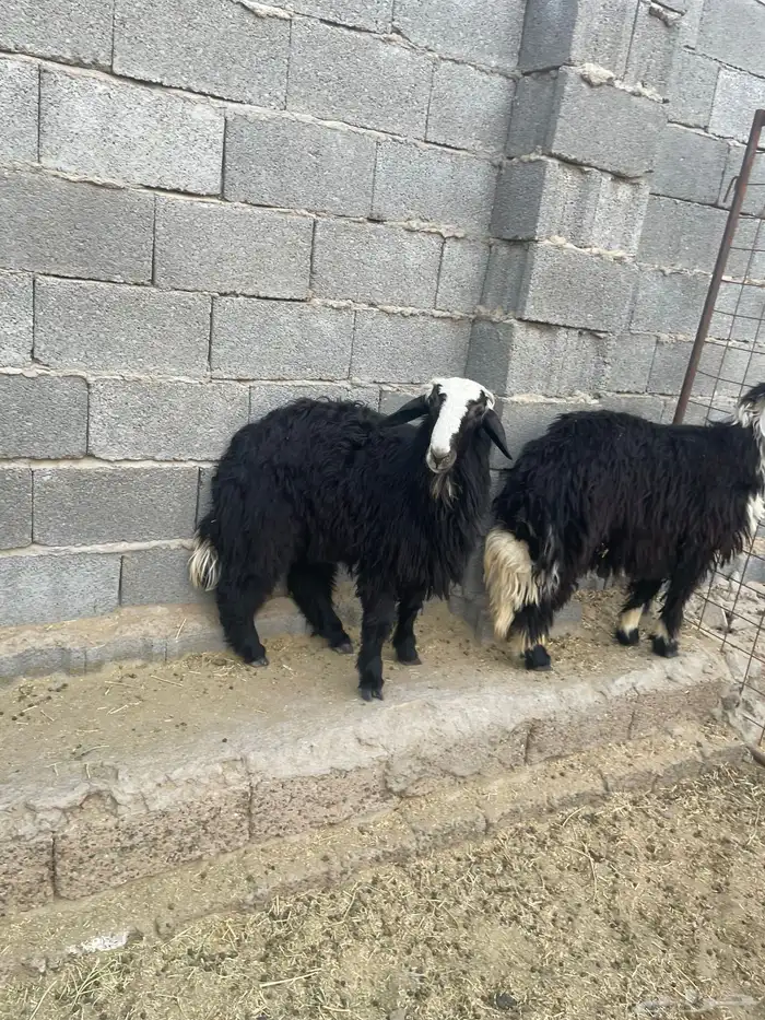 طليان نجديه 5