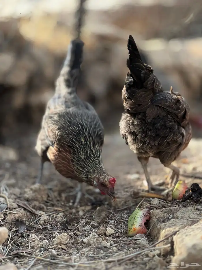 بيض دجاج( عربي أصيل) 13