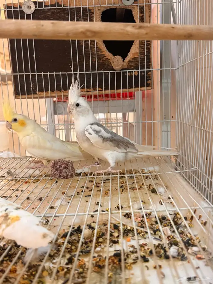 جوز كروان 1