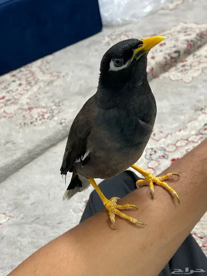 طائر المينا 0