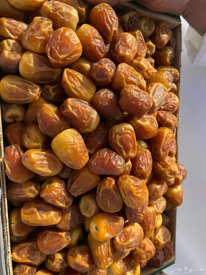 مفتل سكري طيب 4
