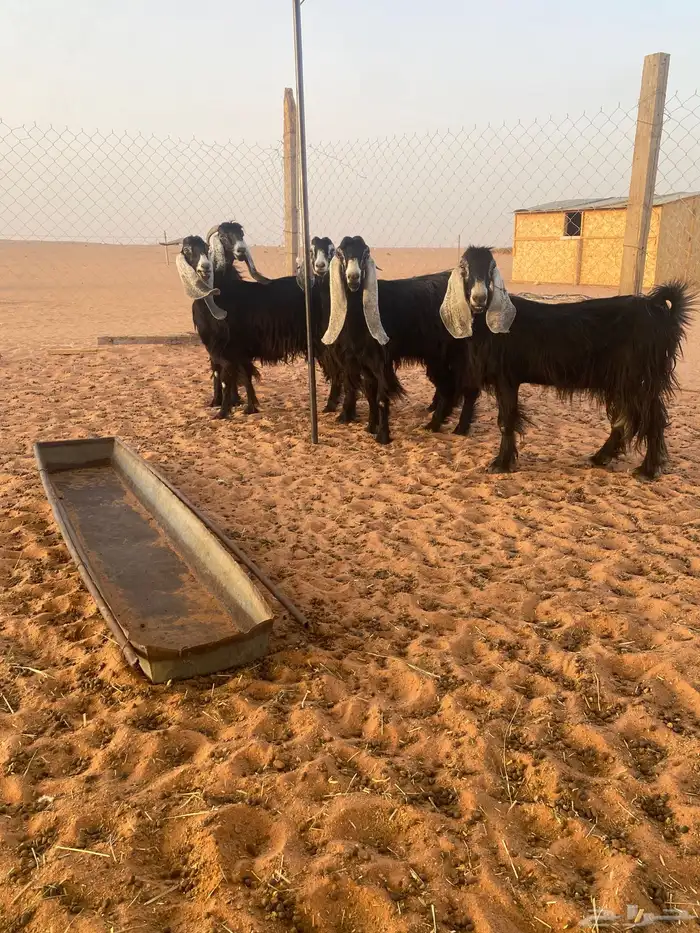 ماعز 1
