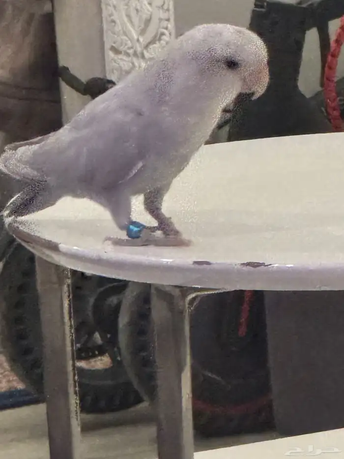 روز كروان 0