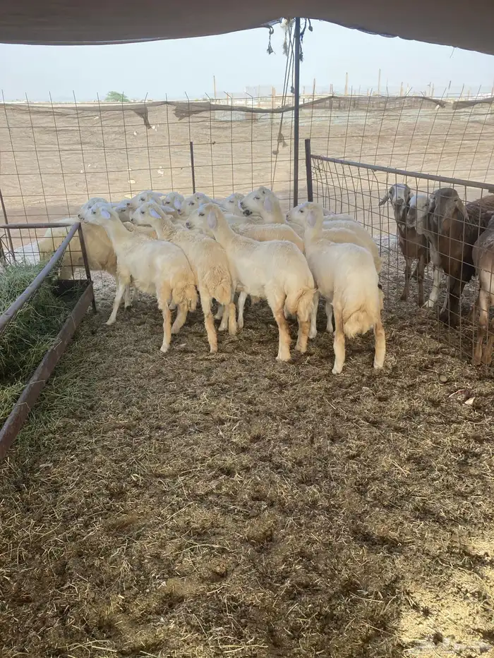 طليان حري ثلاجة 1