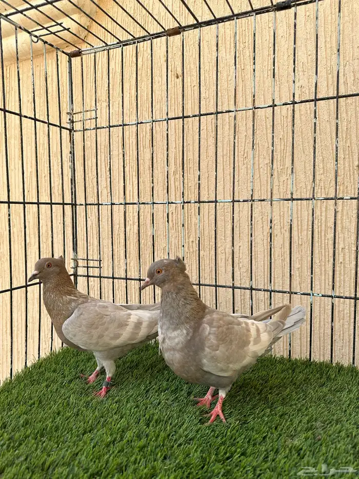 حمام ارشنجل وايت بار جوز من النوادر ماشاءالله للبيع 0