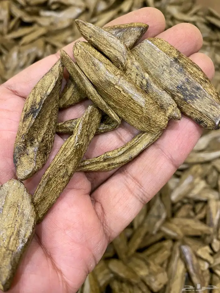 عود سوبر ملكي محسن لجميع المناسبات 2
