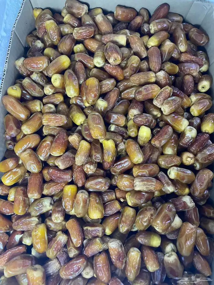 تمر صقعي للبيع 0
