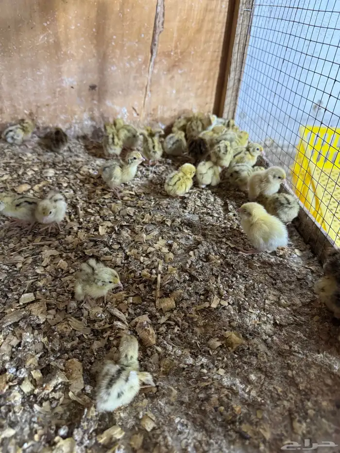 صيصان (لوهمان براون الماني بيور  سمان فر فري مريعي ) 0