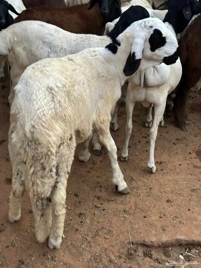 طليان برابر مرابي طب وتخير 24