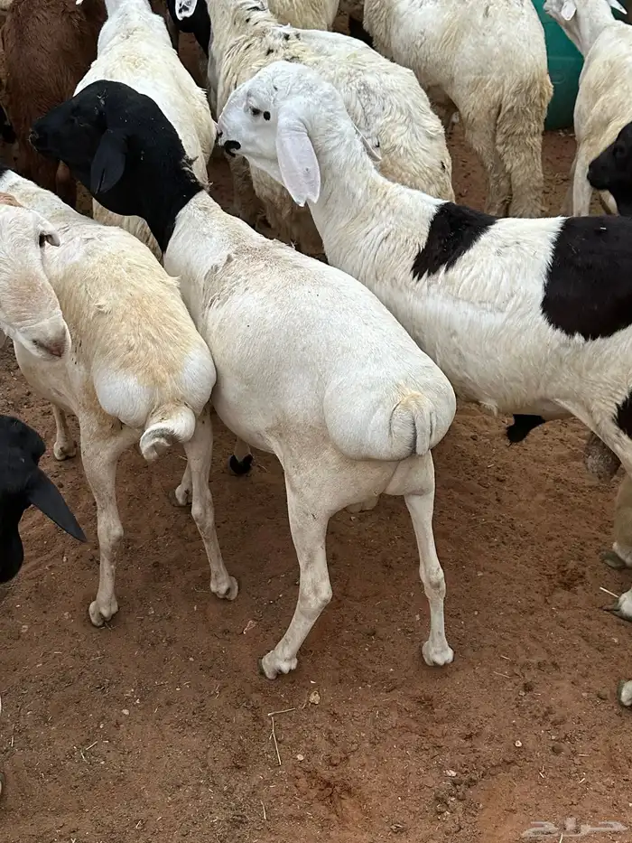 طليان برابر مرابي طب وتخير 43
