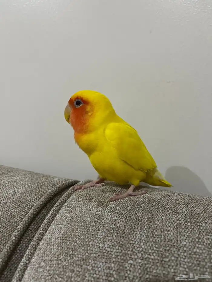 روز اليف 2