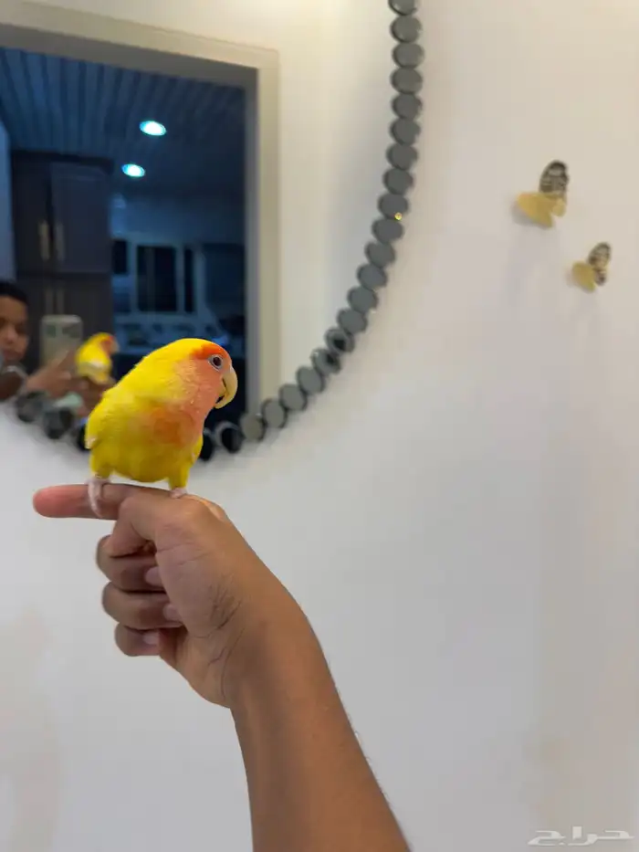 ببغاء روز اليف مررره 2