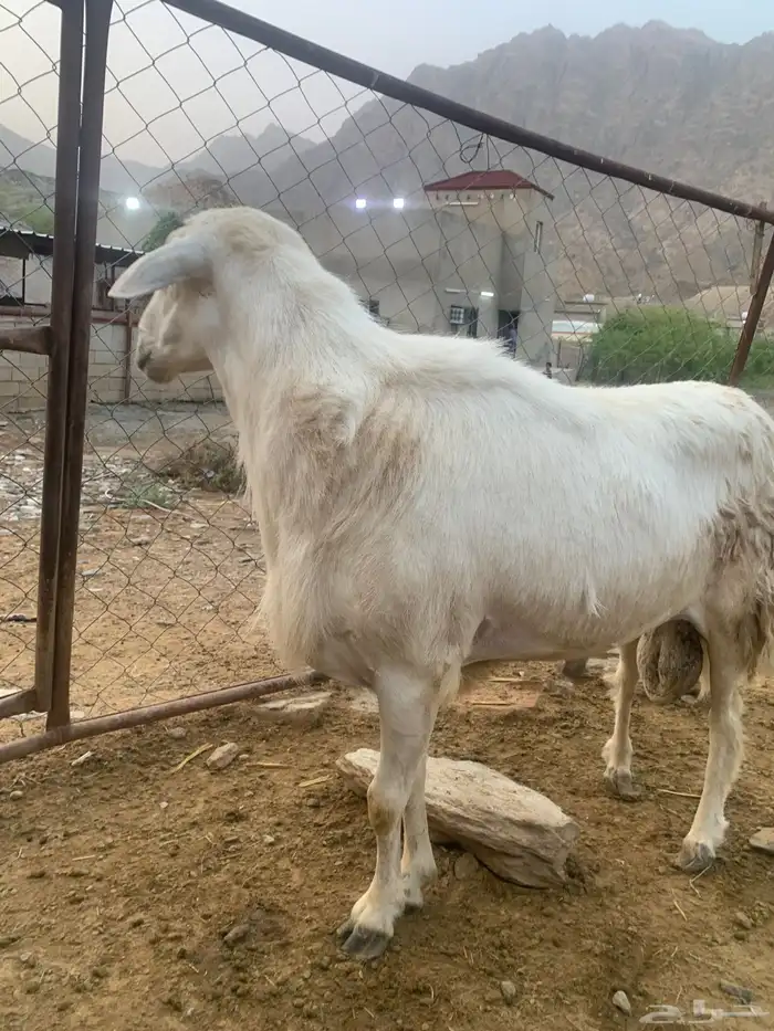خروف فحل 1