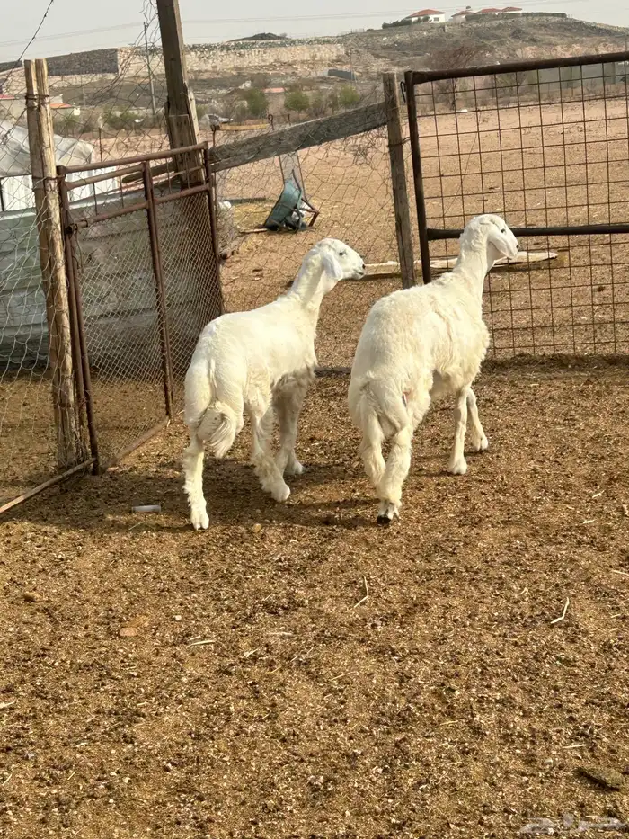 طليان جبره وطيبه 1