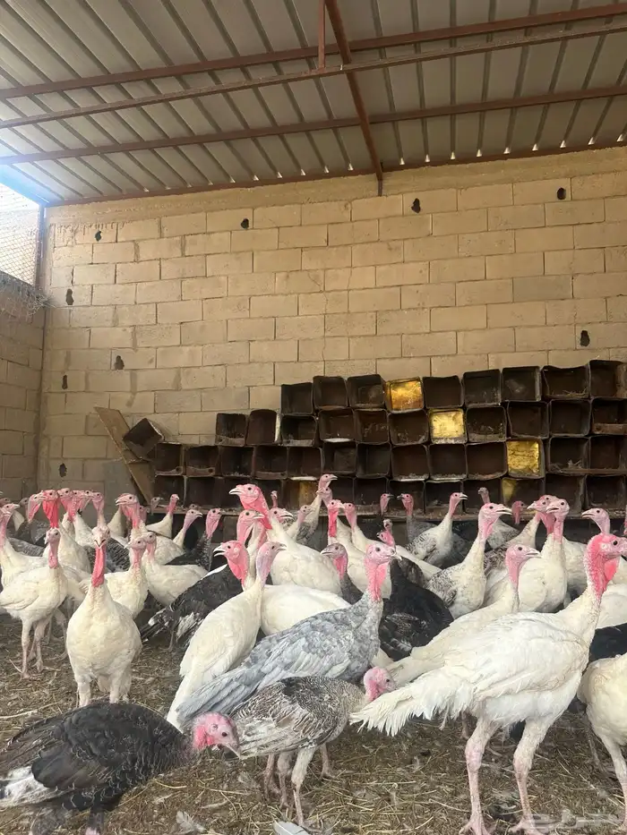 رومي فرنسي وبلدي سوبر جامبو 1