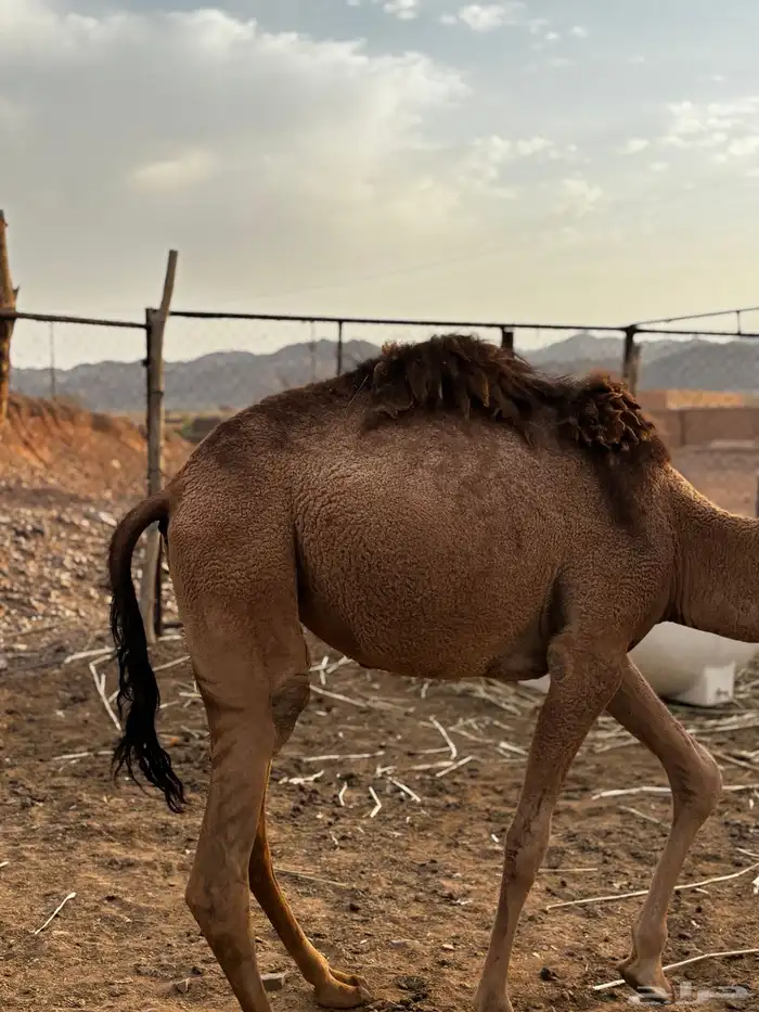 بكره طيبه بالحيل 3
