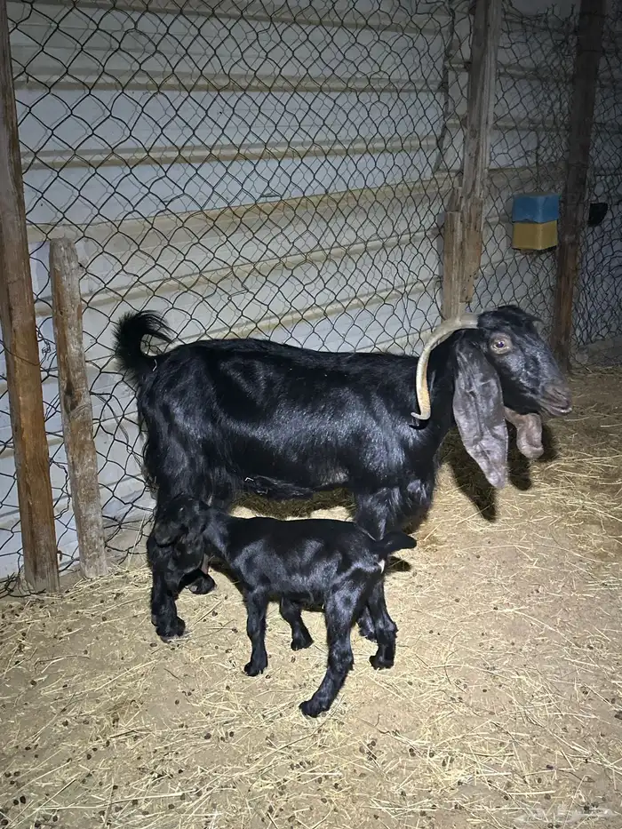 عنز عوده متبع 0