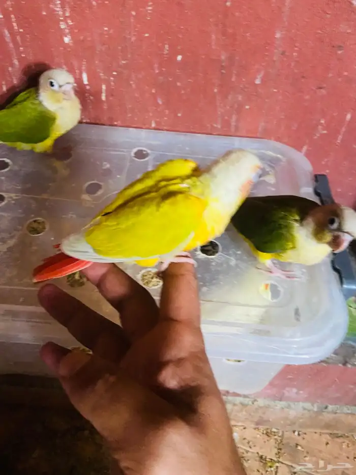 كنيور روز بادجي يلجرشي 9