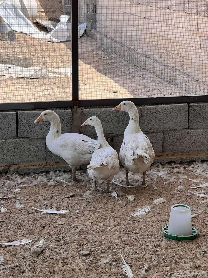 وز مصري (بلدي ) ابيض 2