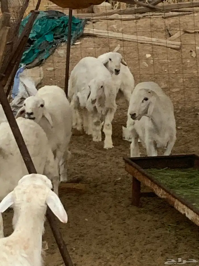 طليان حريه 2