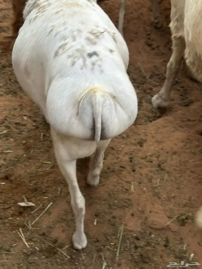 سواكن وبرابر طب وتخير 34