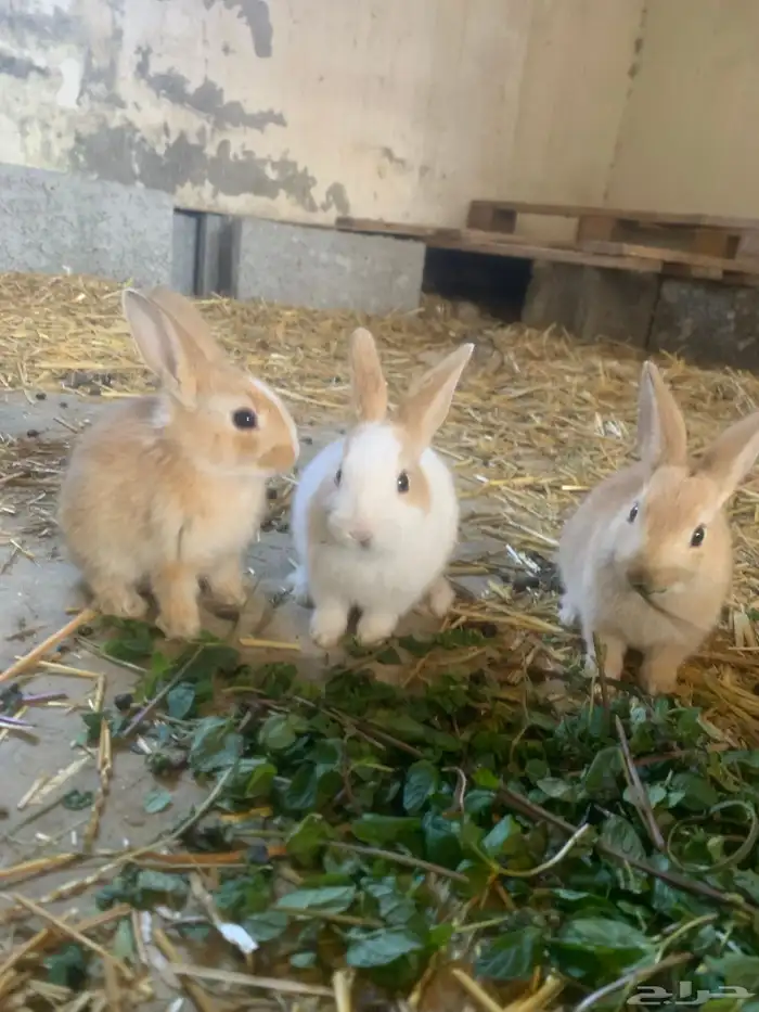 سلام عليكم اعرض لكم ارانب للبيع اعمار صغيره وكبيره 1