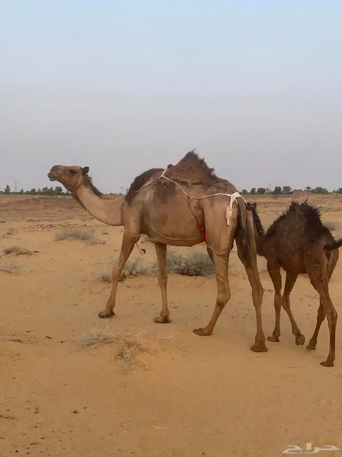 خلفه تحتها بكره 3