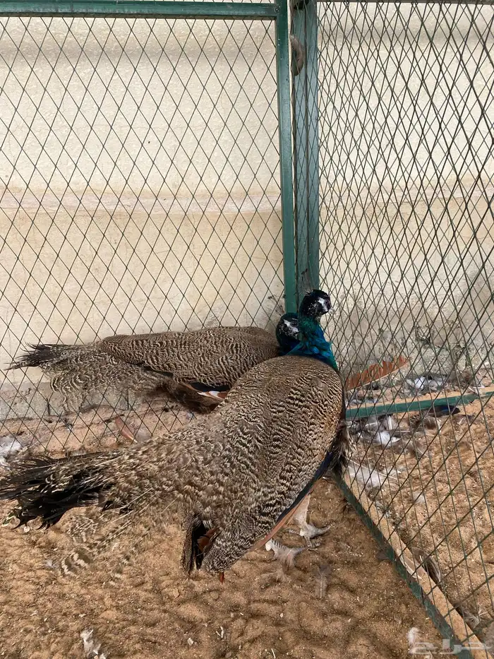 ذكرين طاووس ازرق ماشاء الله تبارك الل 1
