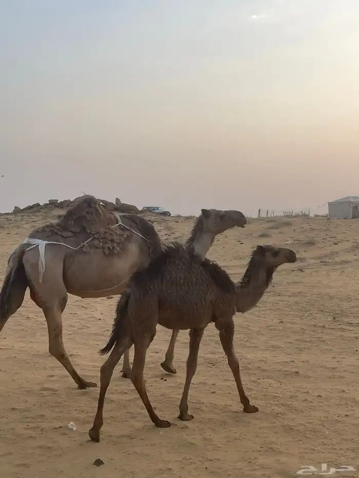 خلفه تحتها بكره 2